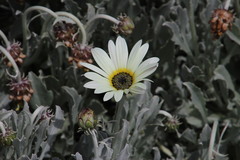 Arctotis stoechadifolia