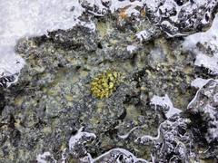 Onchidella nigricans