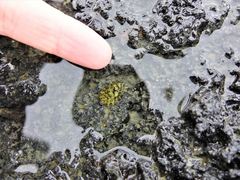 Onchidella nigricans