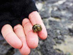 Onchidella nigricans