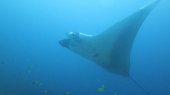 Mobula birostris
