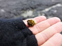 Onchidella nigricans