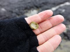 Onchidella nigricans