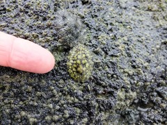 Onchidella nigricans