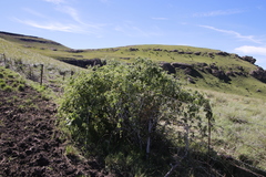 Rubus ludwigii