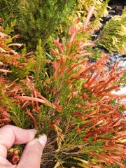 Erica curviflora