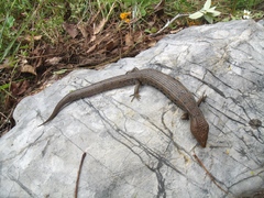 Gerrhonotus liocephalus