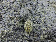 Onchidella nigricans