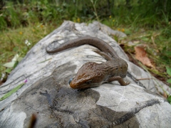 Gerrhonotus liocephalus