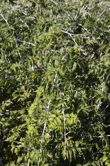Rubus ludwigii