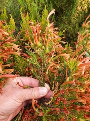 Erica curviflora