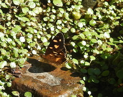 Telenassa berenice