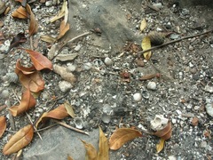 Tegillarca granosa