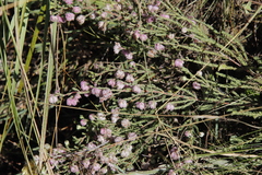 Erica cooperi