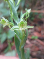 Habenaria floribunda