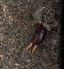 Forficula auricularia