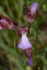 Anacamptis papilionacea papilionacea