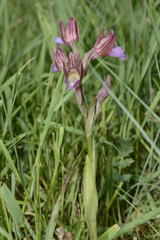 Anacamptis papilionacea papilionacea