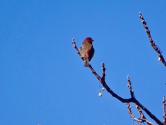 Haemorhous mexicanus