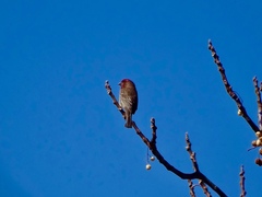 Haemorhous mexicanus