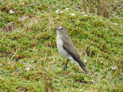Weißbrauen-Grundtyrann (Muscisaxicola alpinus)