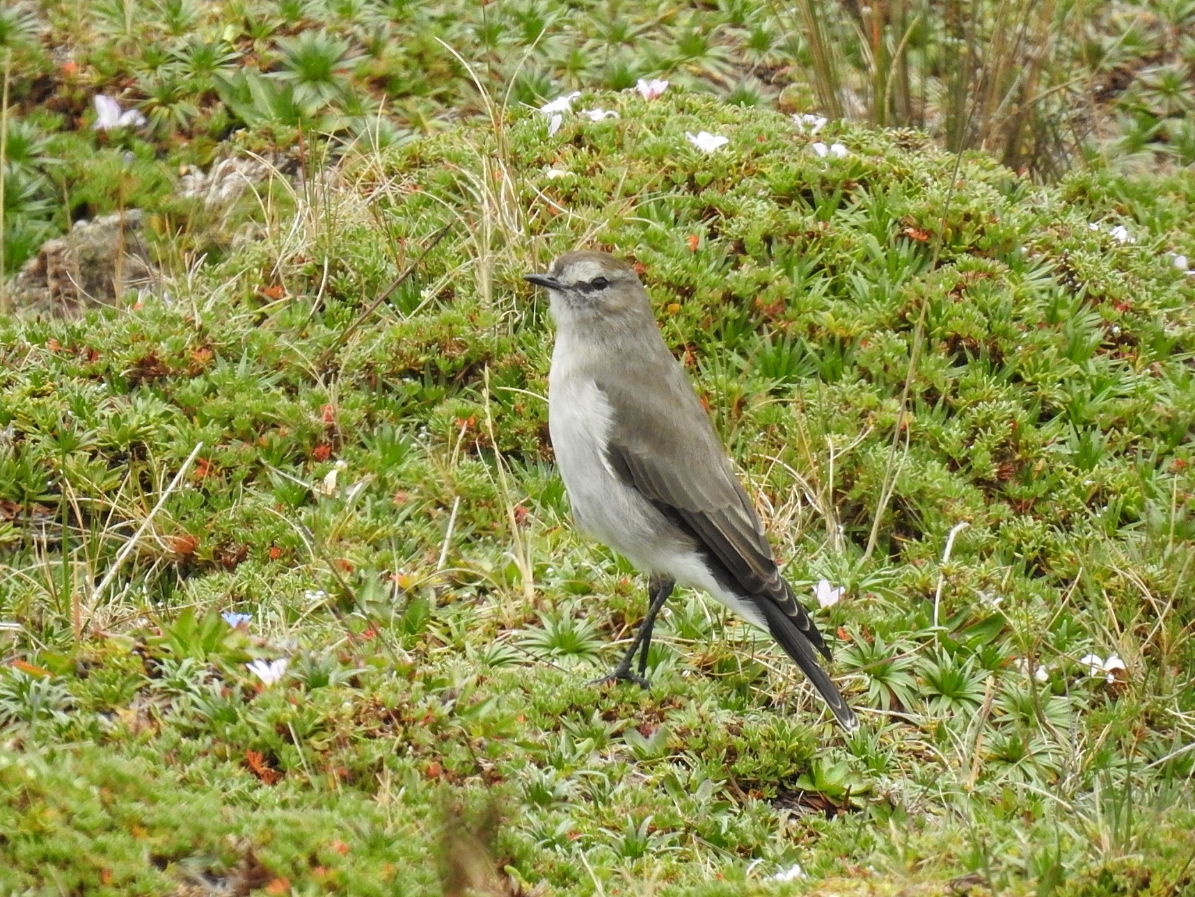 Plain-capped Ground-Tyrant illustration