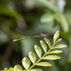 Argia croceipennis