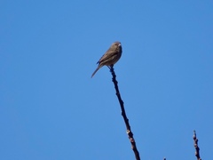 Haemorhous mexicanus