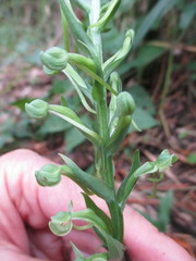 Habenaria floribunda