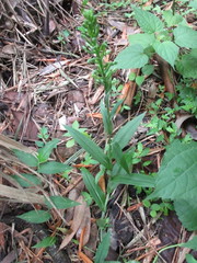 Habenaria floribunda