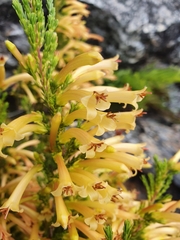 Erica curviflora