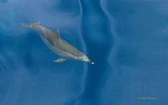 Stenella frontalis