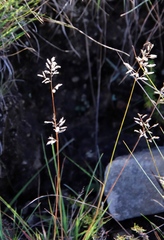 Eragrostis racemosa