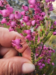 Erica lateralis