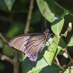 Battus polystictus