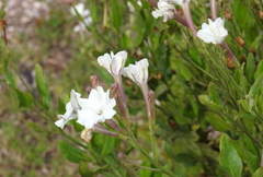 Nicotiana paa