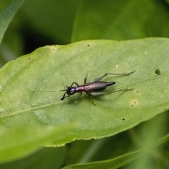 Cranistus colliurides