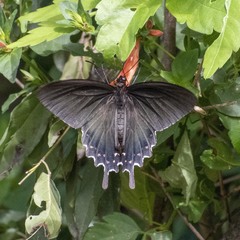 Parides bunichus damocrates