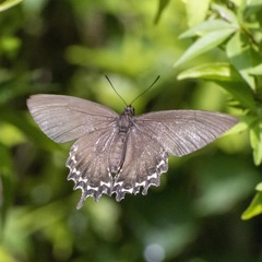 Parides bunichus damocrates