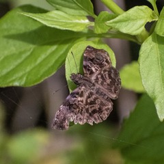 Gorgythion begga begga