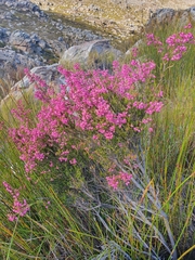 Erica lateralis