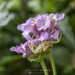 Misumenops callinurus