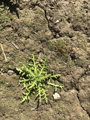 Senecio bipinnatisectus