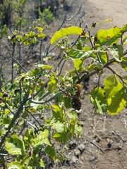 Schinus latifolia