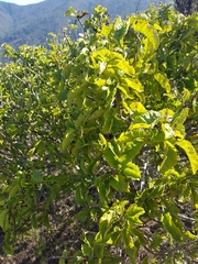 Schinus latifolia