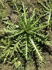 Senecio bipinnatisectus