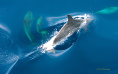 Stenella frontalis