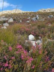 Erica lateralis