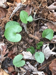 Hexastylis rhombiformis