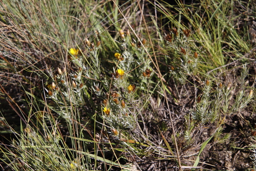 Image of Oedera acerosa by (c) Tony Rebelo, some rights reserved (CC BY-SA)